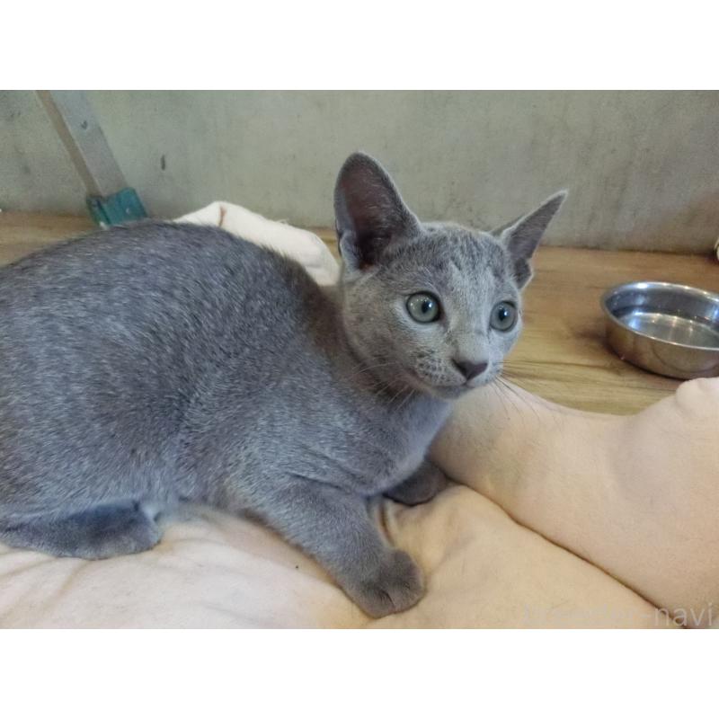 販売中の兵庫県のロシアンブルー-130062の3枚目