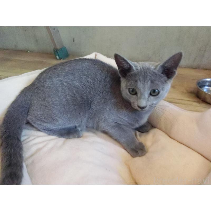 販売中の兵庫県のロシアンブルー-130062の2枚目