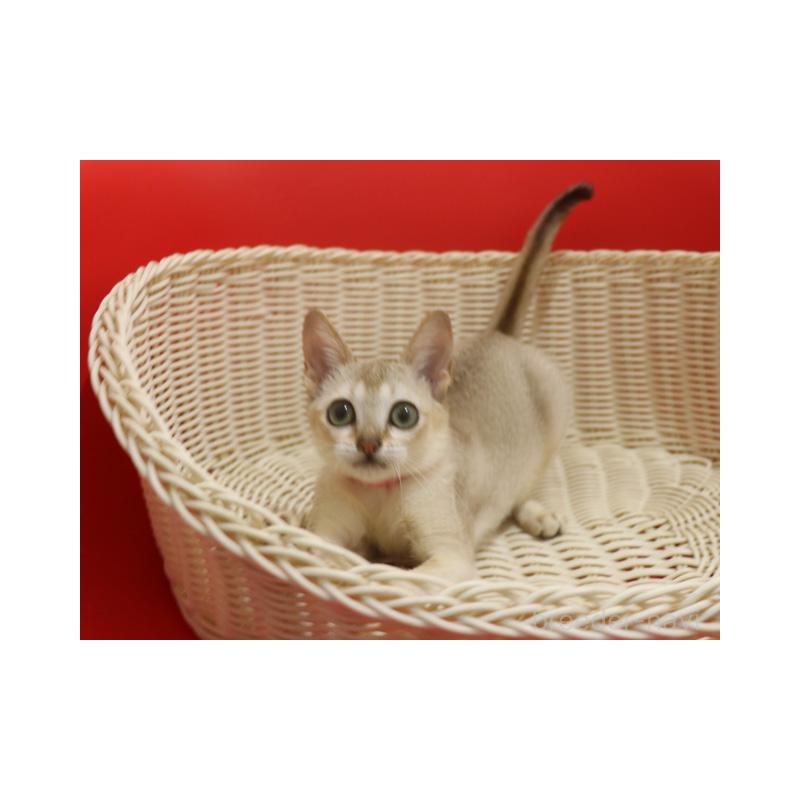 販売中の埼玉県のシンガプーラ-130201の6枚目