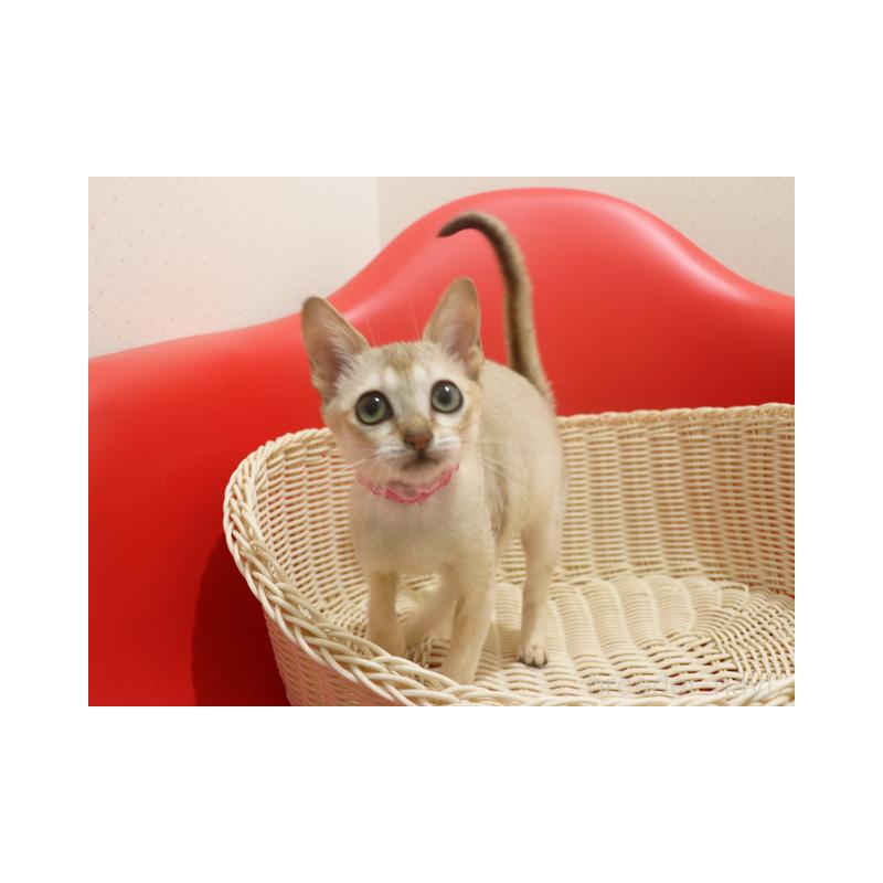 販売中の埼玉県のシンガプーラ-130201の5枚目