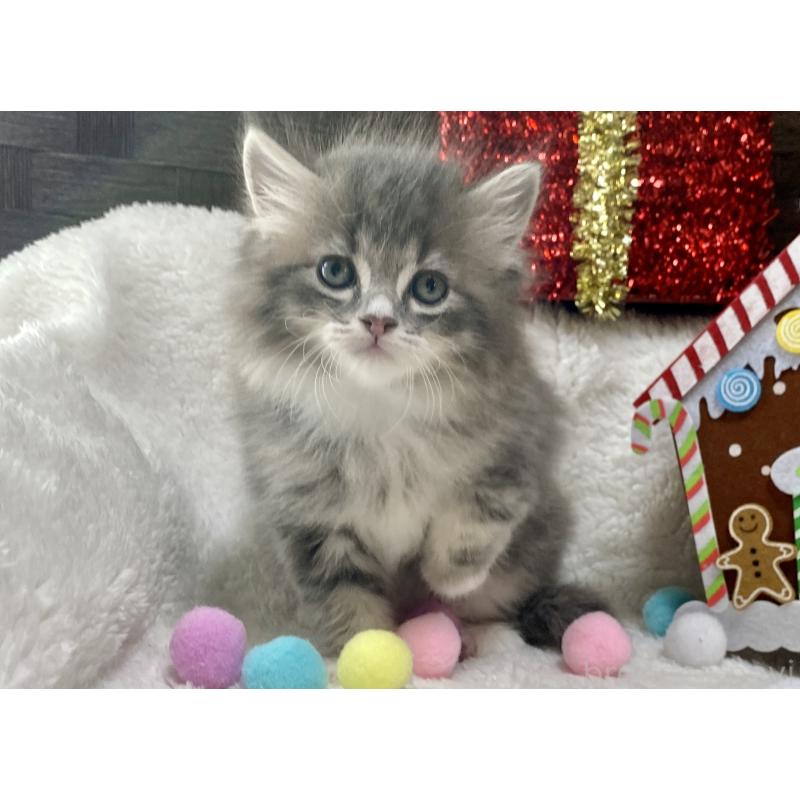 販売中の愛知県のサイベリアン-129942の6枚目