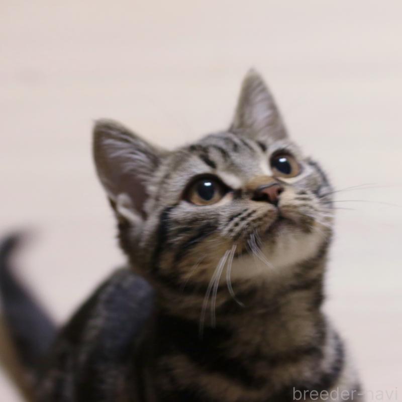 成約済の大阪府のアメリカンショートヘア-129877の16枚目