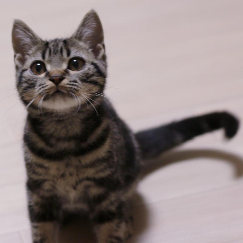 成約済の大阪府のアメリカンショートヘア-129877の15枚目