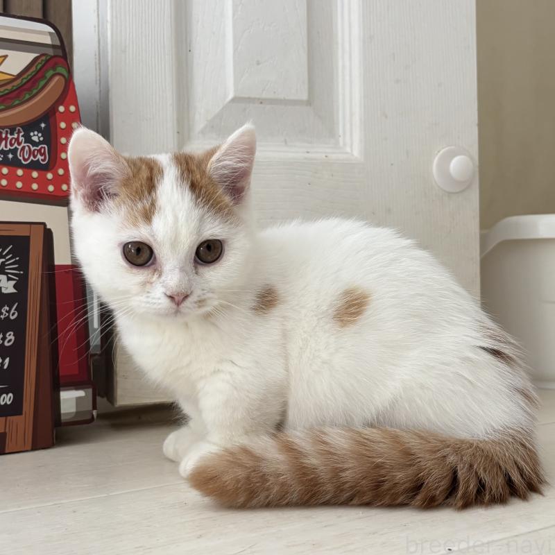 販売中の千葉県のミヌエット(短足)-131022