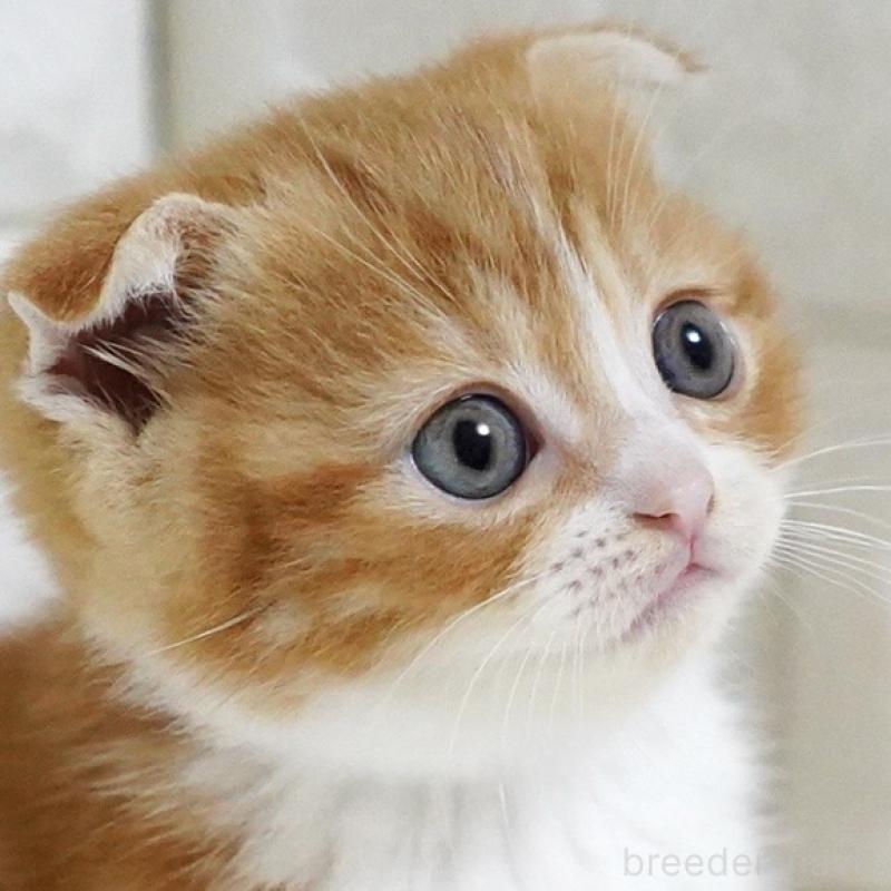 販売中の愛知県のスコティッシュフォールド-131810の1枚目