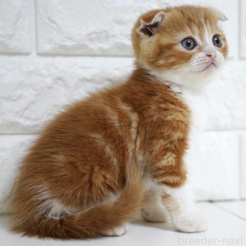 販売中の愛知県のスコティッシュフォールド-131810の15枚目