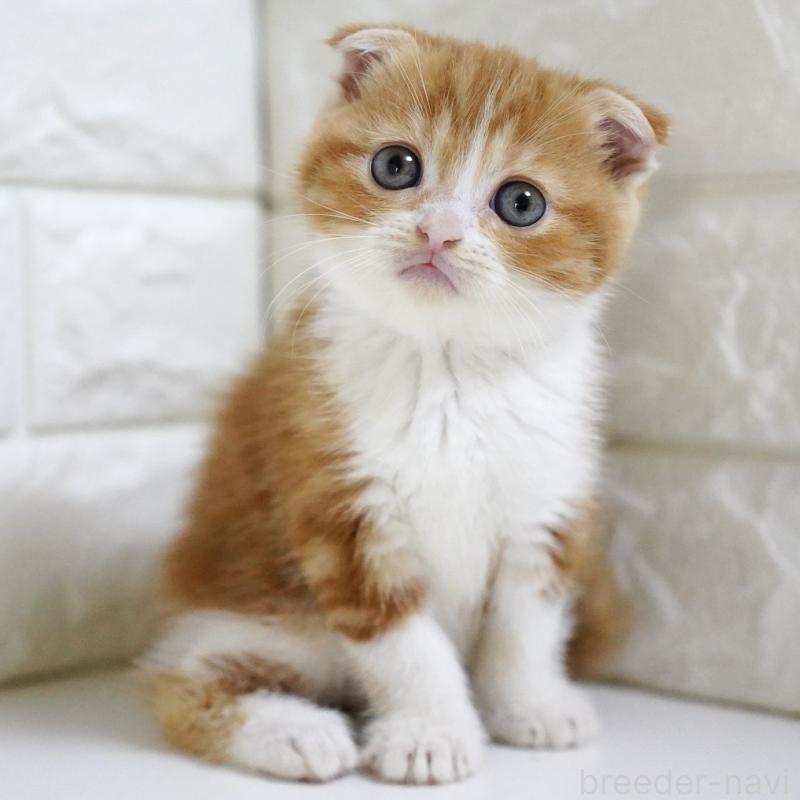 販売中の愛知県のスコティッシュフォールド-131810の14枚目