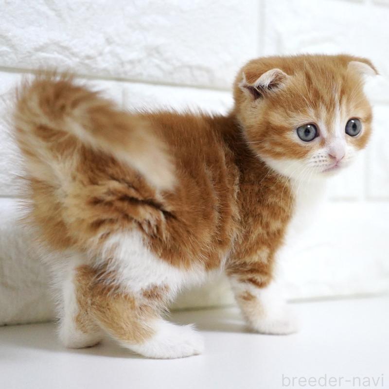 販売中の愛知県のスコティッシュフォールド-131810の13枚目