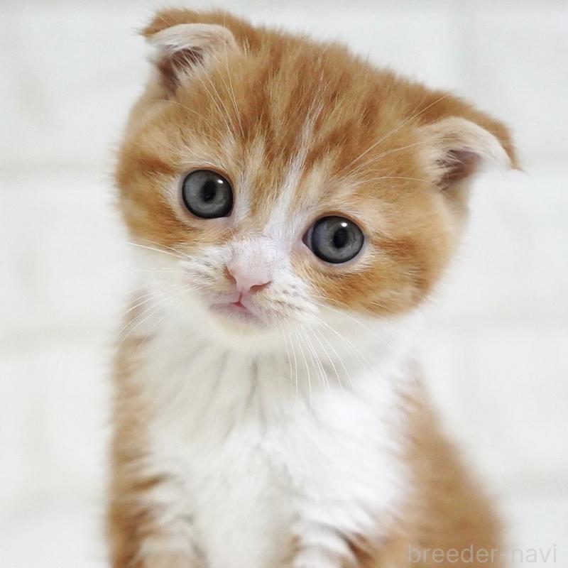 販売中の愛知県のスコティッシュフォールド-131810の12枚目