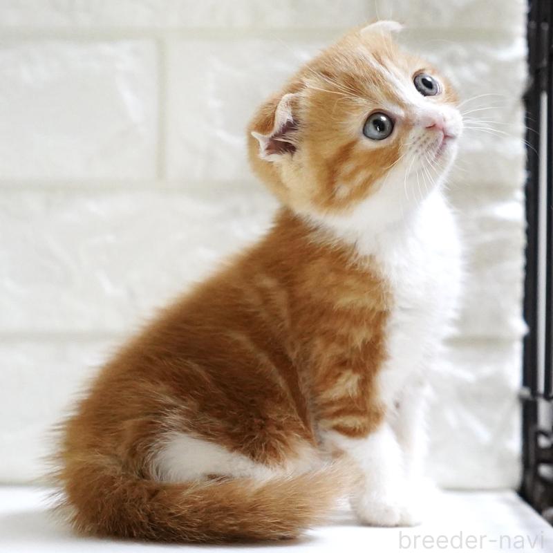 販売中の愛知県のスコティッシュフォールド-131810の11枚目