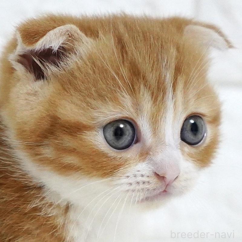 販売中の愛知県のスコティッシュフォールド-131810の10枚目