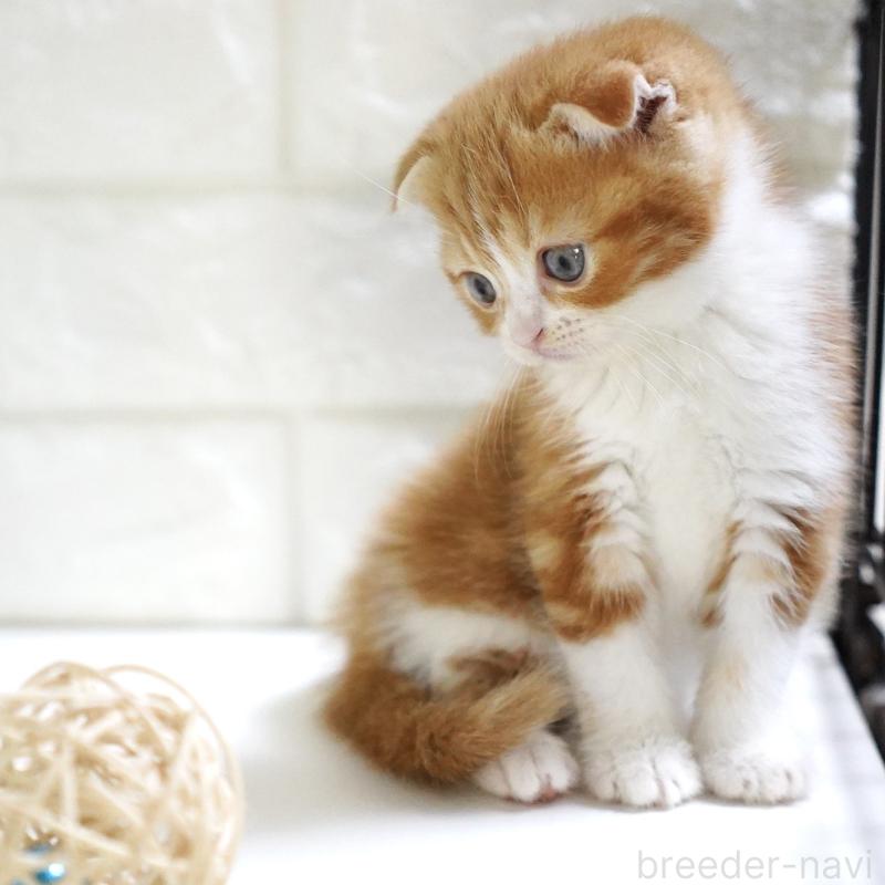 販売中の愛知県のスコティッシュフォールド-131810の9枚目