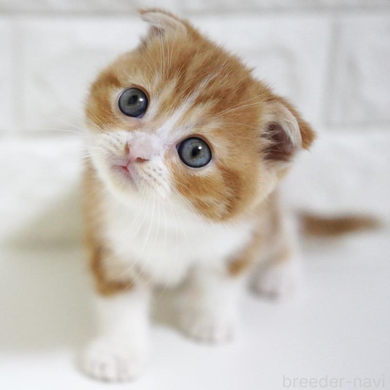 販売中の愛知県のスコティッシュフォールド-131810の8枚目