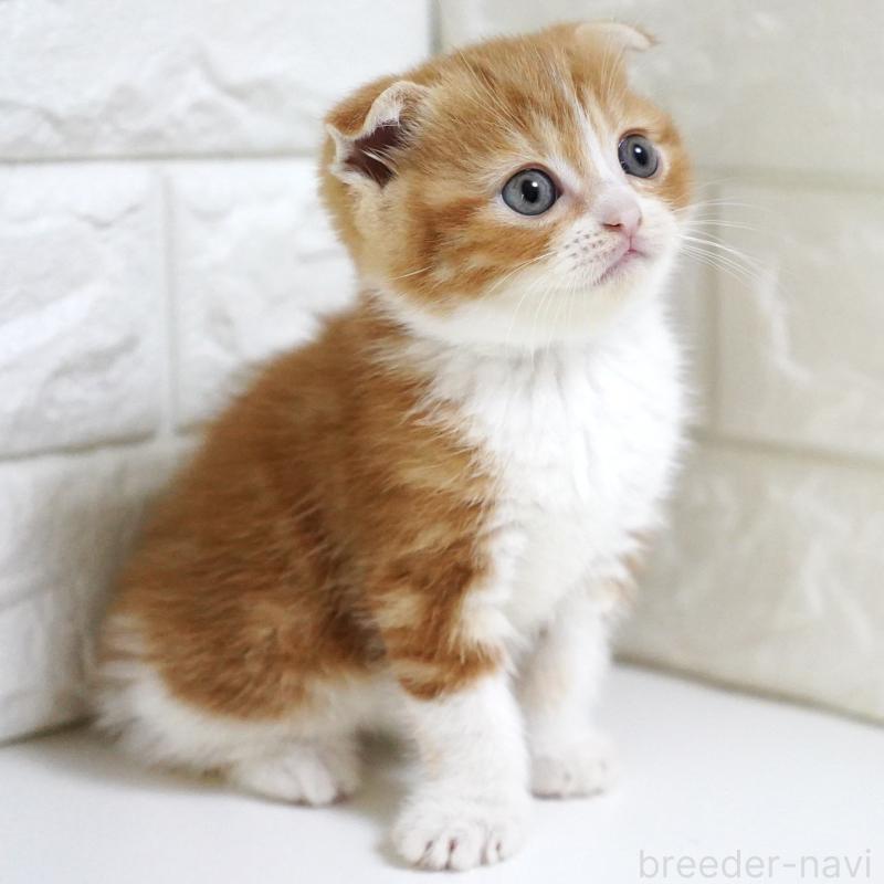 販売中の愛知県のスコティッシュフォールド-131810の7枚目