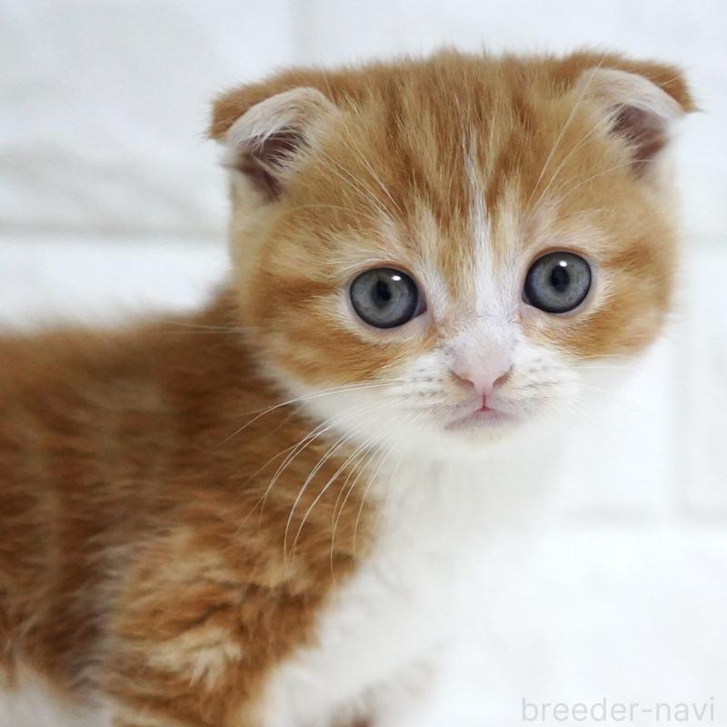 販売中の愛知県のスコティッシュフォールド-131810の6枚目