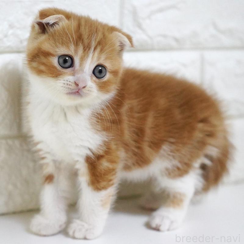 販売中の愛知県のスコティッシュフォールド-131810の5枚目