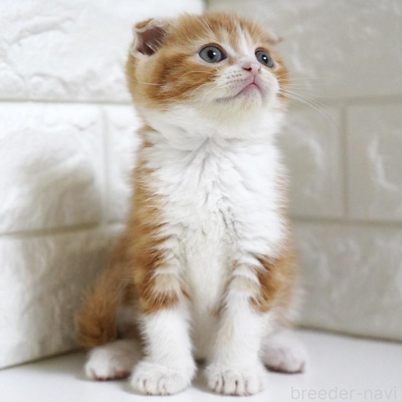 販売中の愛知県のスコティッシュフォールド-131810の4枚目