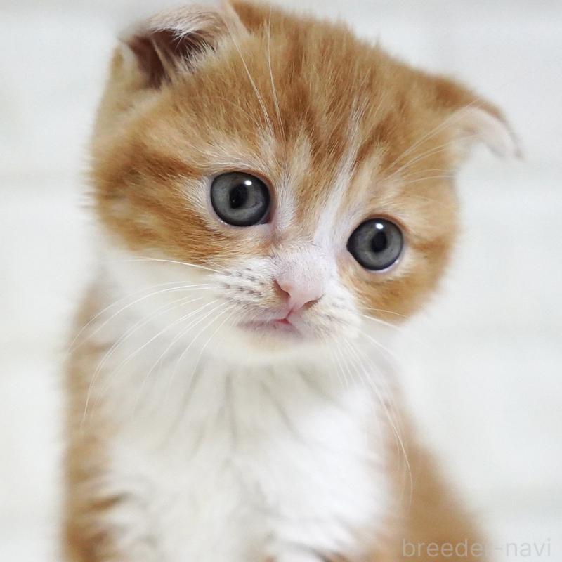 販売中の愛知県のスコティッシュフォールド-131810の3枚目