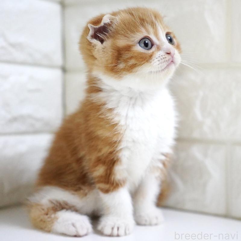 販売中の愛知県のスコティッシュフォールド-131810の2枚目