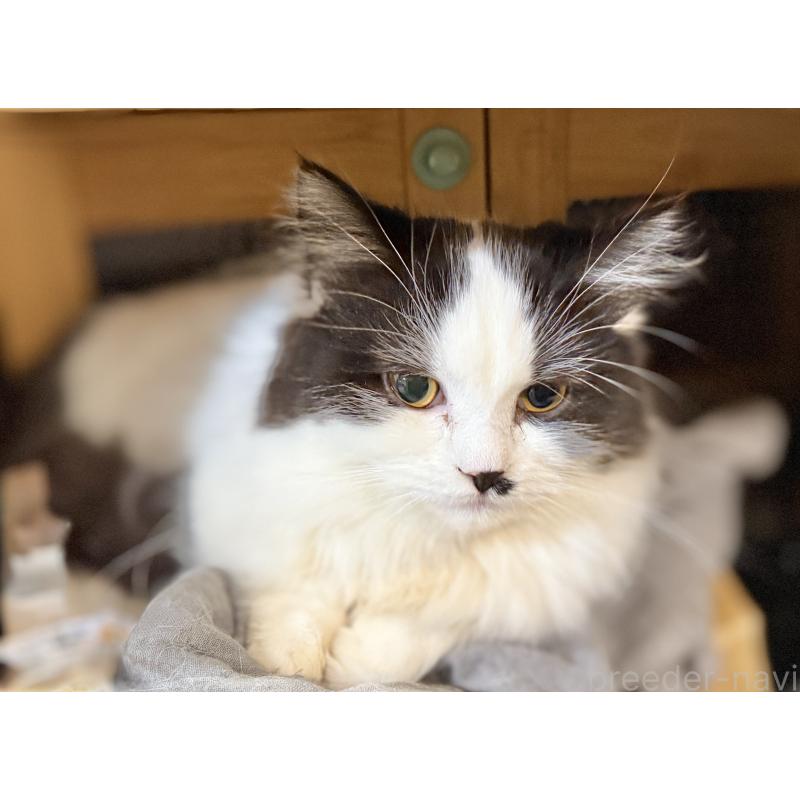 販売中の栃木県のミヌエット(短足)-124765