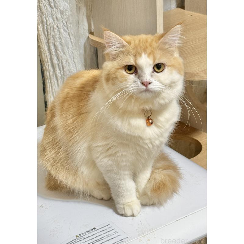 販売中の栃木県のミヌエット-129046