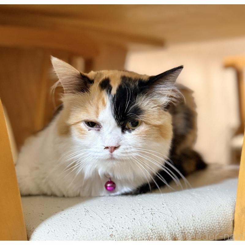 販売中の栃木県のミヌエット-124767