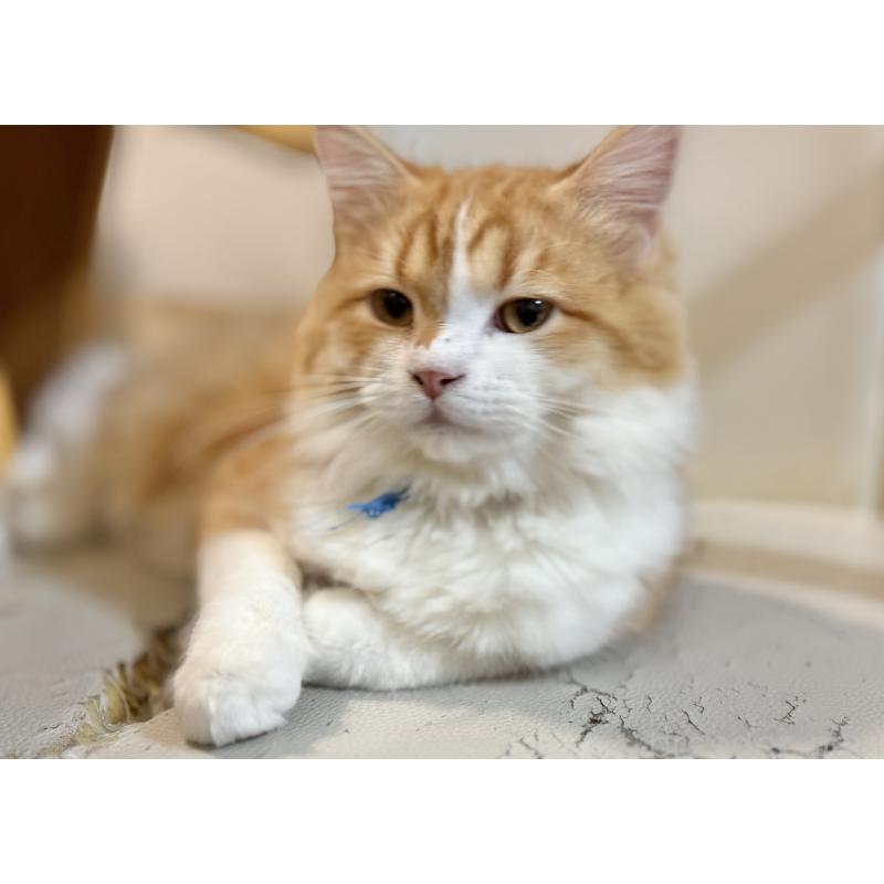 販売中の栃木県のミヌエット-124766