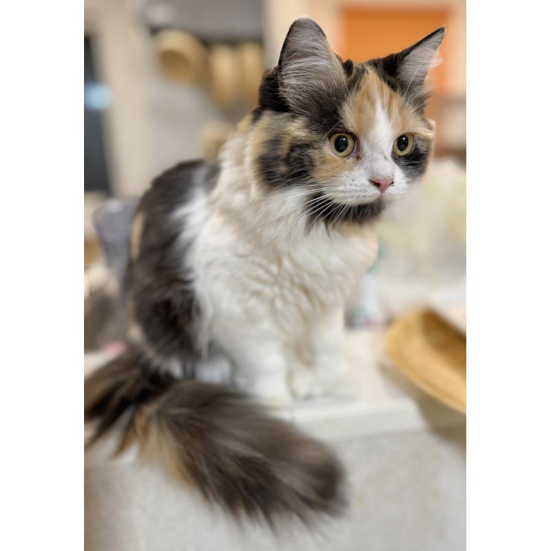 販売中の栃木県のミヌエット-126533