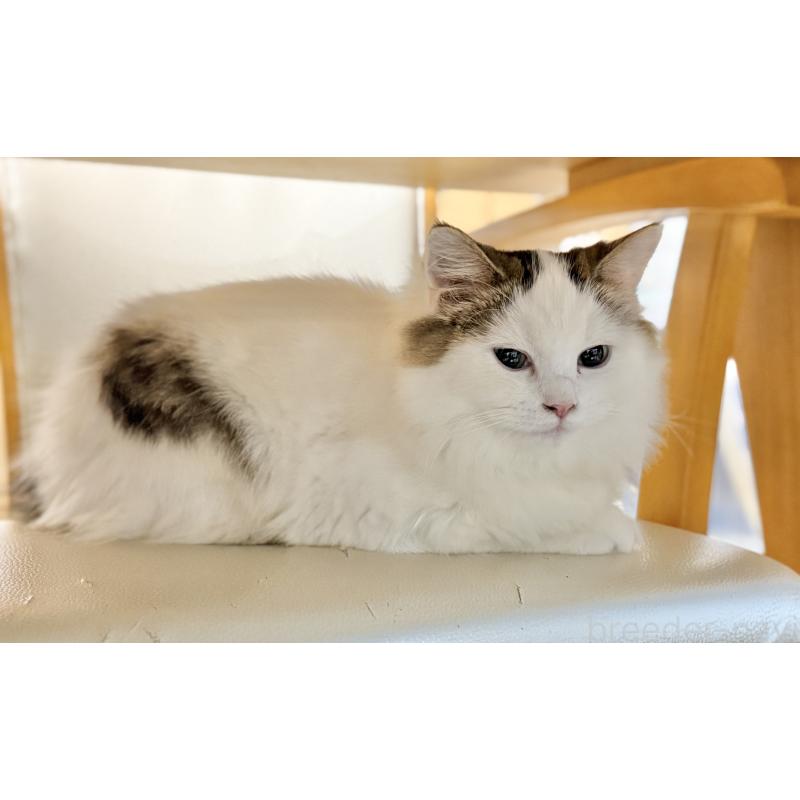 販売中の栃木県のミヌエット-126537