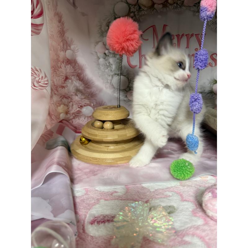 成約済の愛知県のラグドール-130389の5枚目