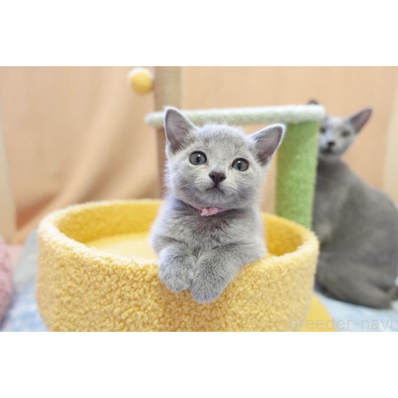 成約済の埼玉県のロシアンブルー-131271の13枚目