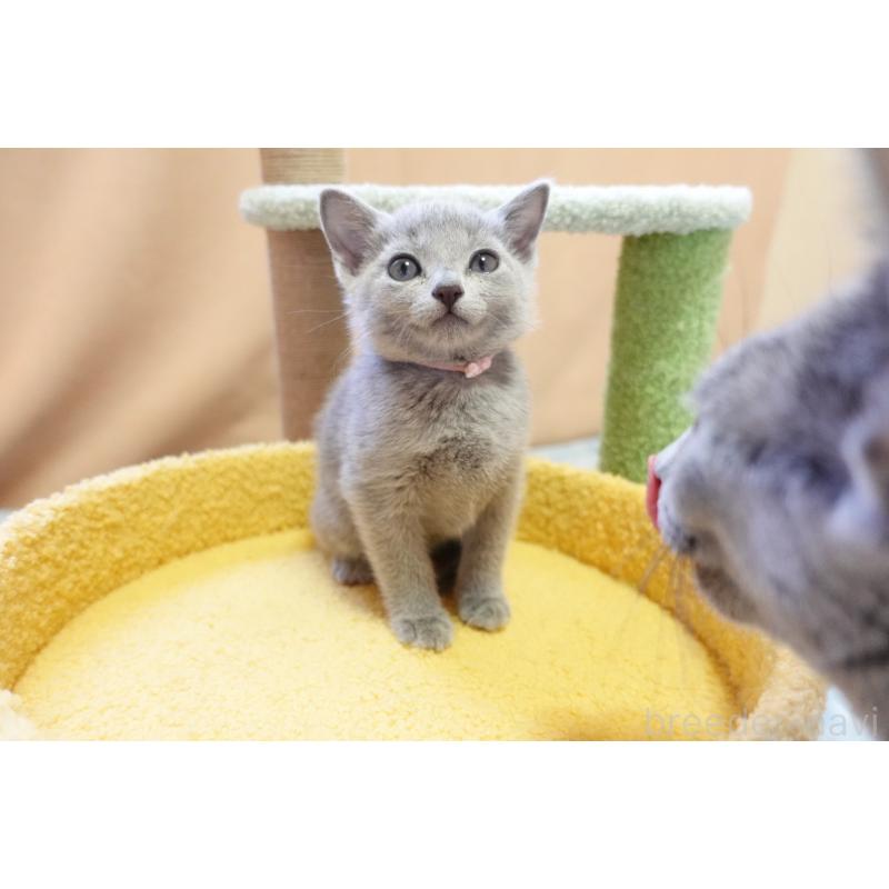 成約済の埼玉県のロシアンブルー-131271の12枚目