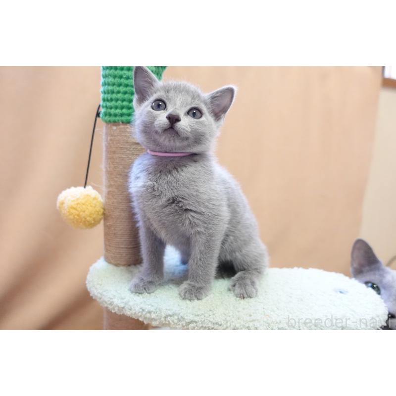 成約済の埼玉県のロシアンブルー-131271の11枚目