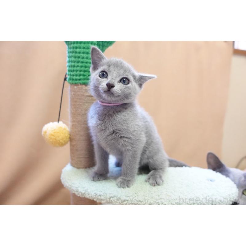 成約済の埼玉県のロシアンブルー-131271の10枚目