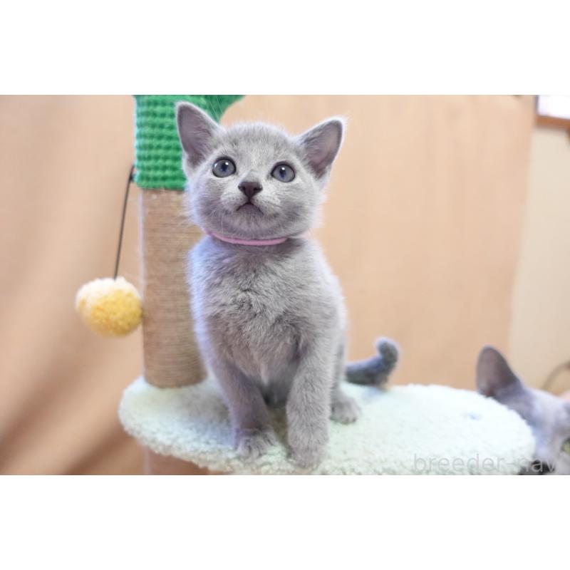 成約済の埼玉県のロシアンブルー-131271の9枚目