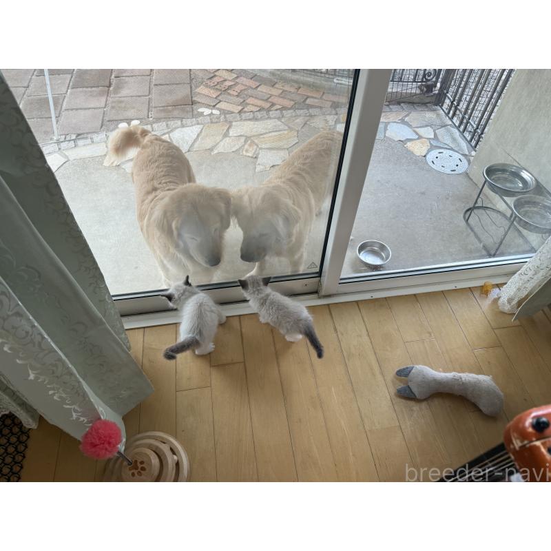 成約済の愛知県のラグドール-130389の3枚目