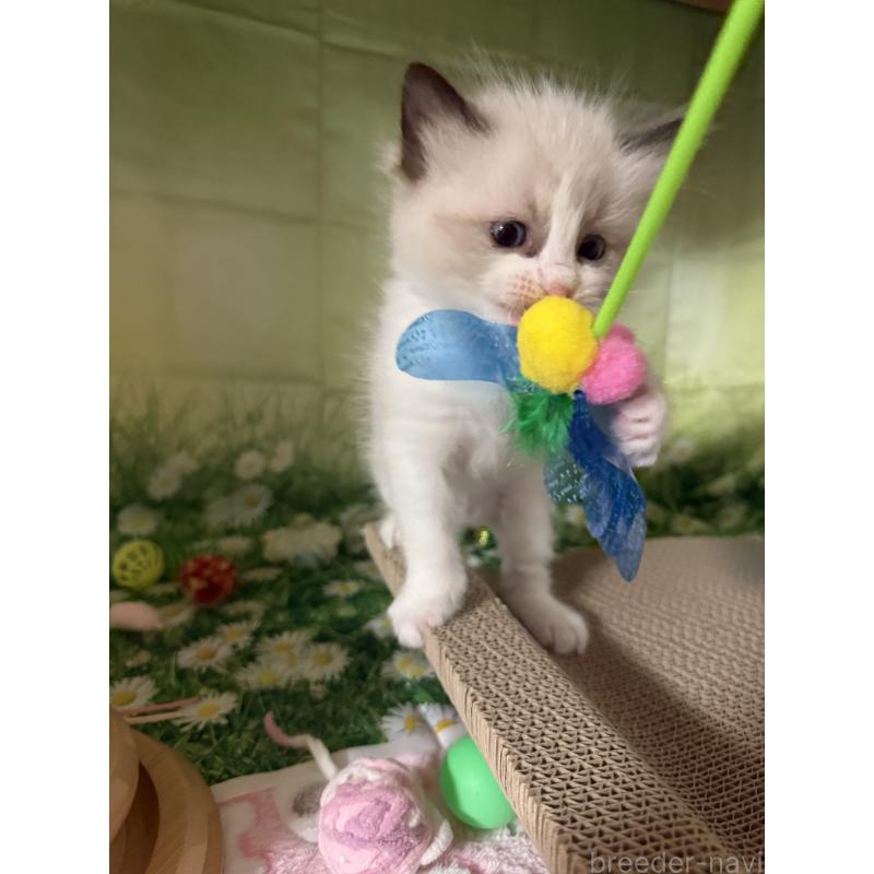 成約済の愛知県のラグドール-130389の2枚目