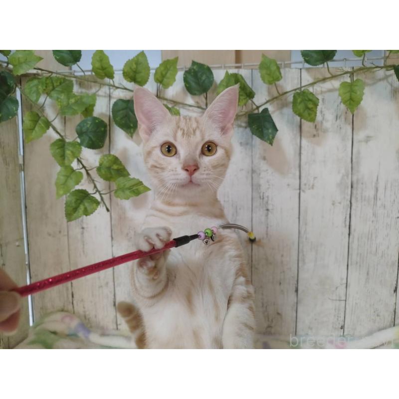 販売中の三重県のアメリカンショートヘア-122041の5枚目