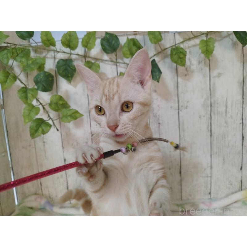 販売中の三重県のアメリカンショートヘア-122041の4枚目