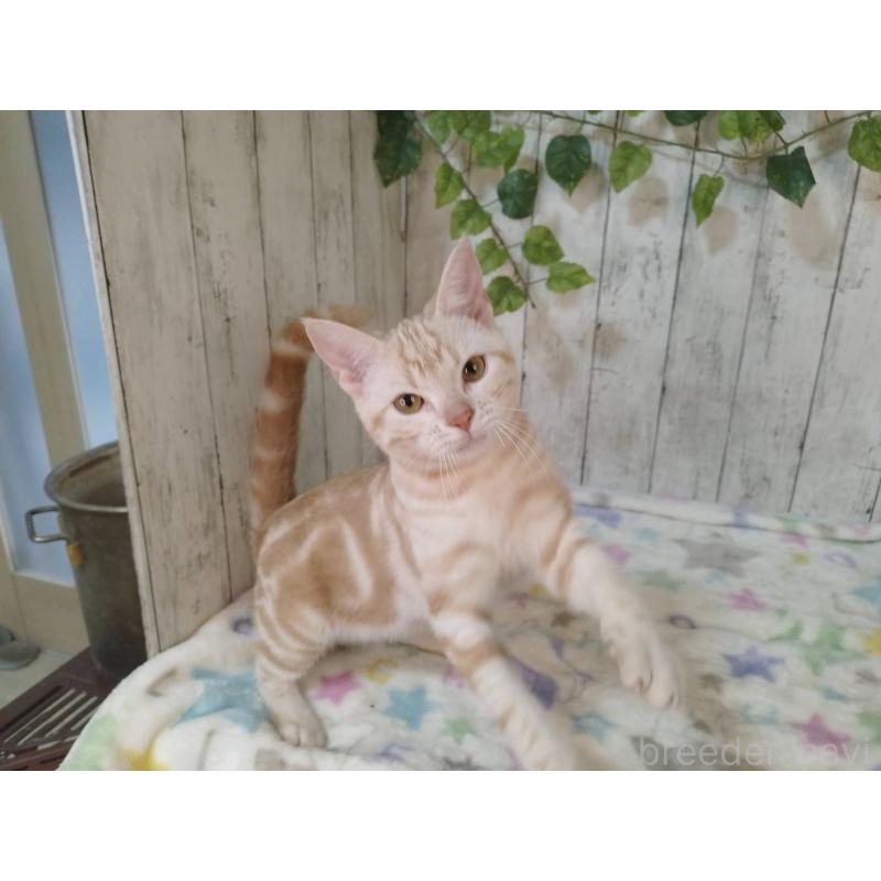 販売中の三重県のアメリカンショートヘア-122041の3枚目