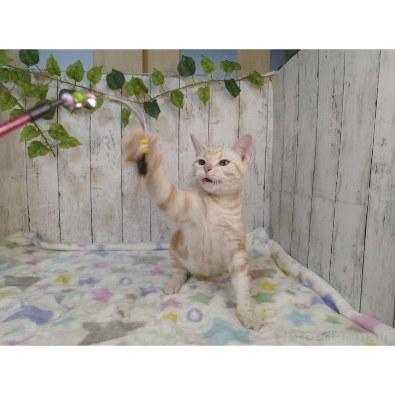 販売中の三重県のアメリカンショートヘア-122041の2枚目