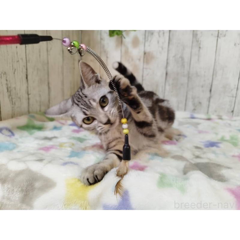 販売中の三重県のアメリカンショートヘア-122397の4枚目