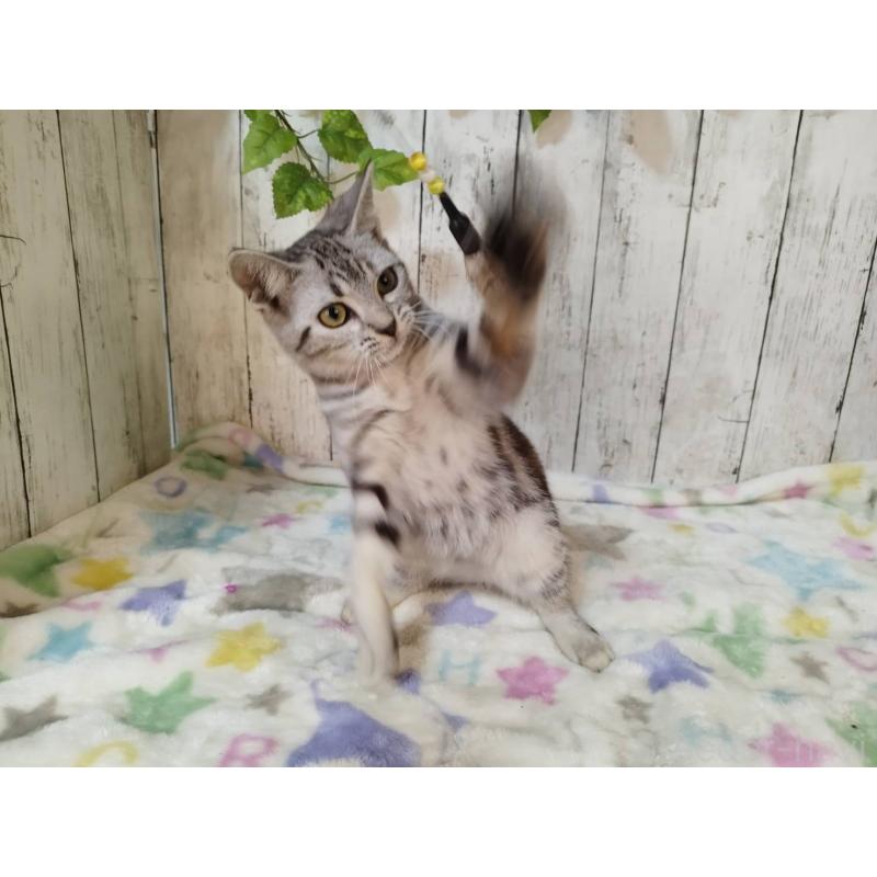 販売中の三重県のアメリカンショートヘア-122397の5枚目