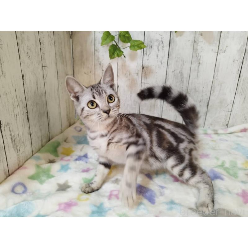 販売中の三重県のアメリカンショートヘア-122397の3枚目