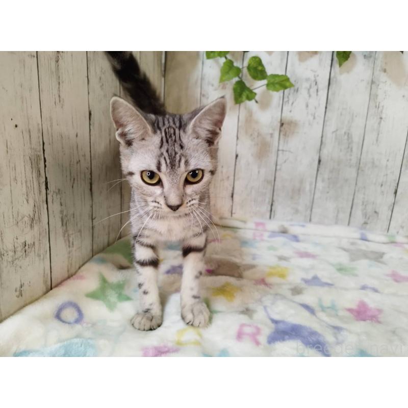 販売中の三重県のアメリカンショートヘア-122397の2枚目