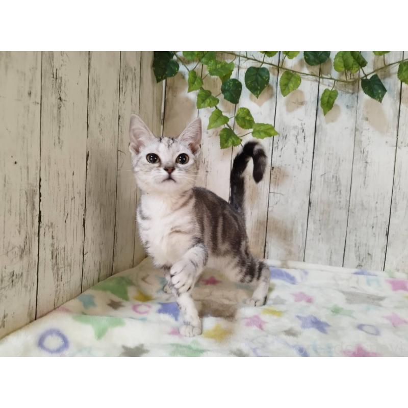 販売中の三重県のアメリカンショートヘア-122398の5枚目