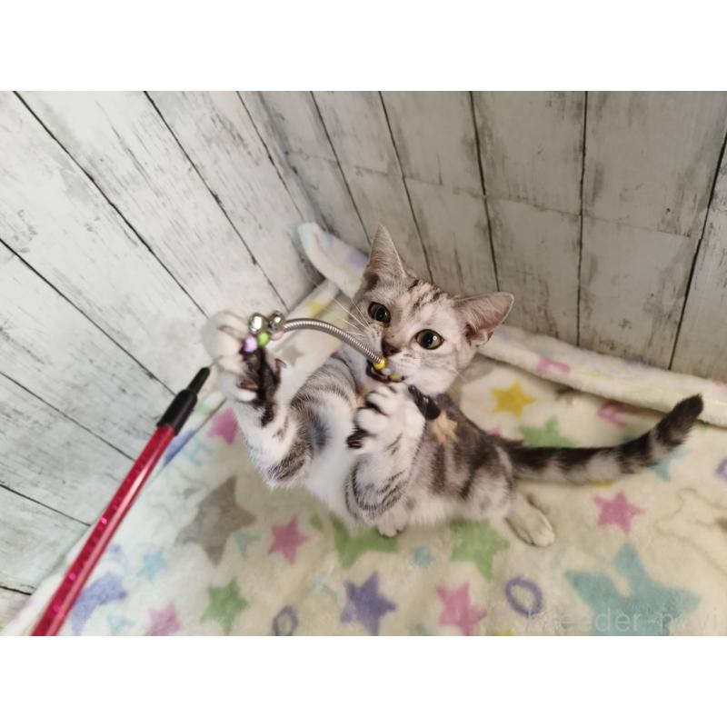 販売中の三重県のアメリカンショートヘア-122398の4枚目