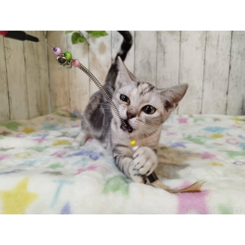 販売中の三重県のアメリカンショートヘア-122398の3枚目