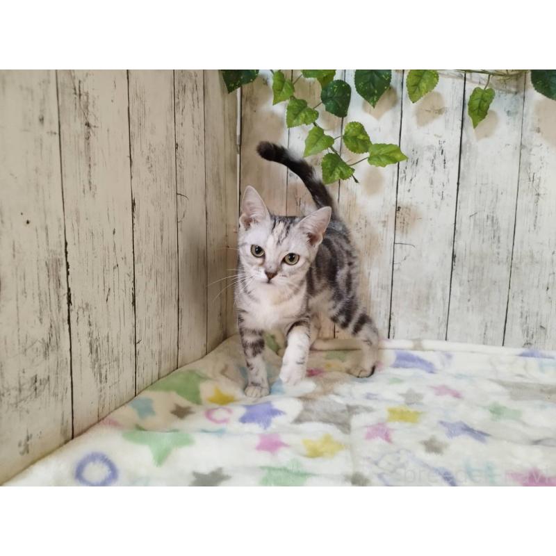 販売中の三重県のアメリカンショートヘア-122398の2枚目