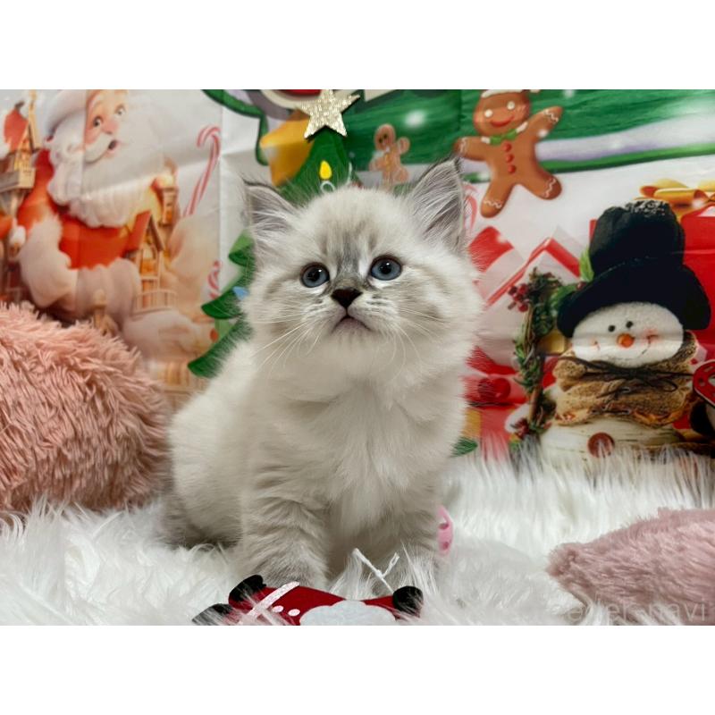 販売中の埼玉県のサイベリアン-129683の3枚目